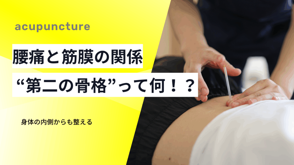腰痛と筋膜の関係──“第二の骨格”が痛みを左右する理由とは